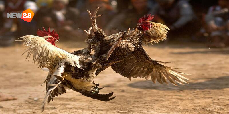 Các trận đấu được sắp xếp hợp lý